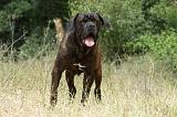 CANE CORSO 1473